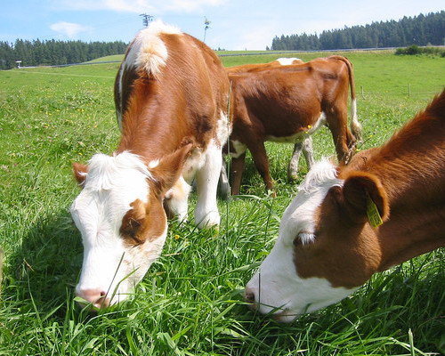 Farnbauernhof Sch�nwald (Sch�nwald)