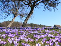 (Bildnachweis: Mit freundlicher Genehmigung der Teinachtal Touristik) (Bildnachweis: Mit freundlicher Genehmigung der Teinachtal Touristik)