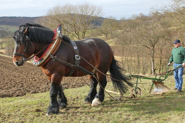 Schaupfl�gen Bildnachweis: Mit freundlicher Genehmigung des AHK Keltern und deren Fotographen