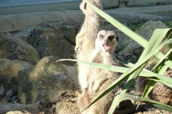 Erdm�nchen im Mundenhof