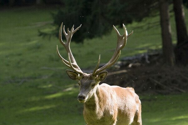 Wildgehege - Bad S�ckingen Bildnachweis: Tourismus- und Kulturamt Bad S�ckingen