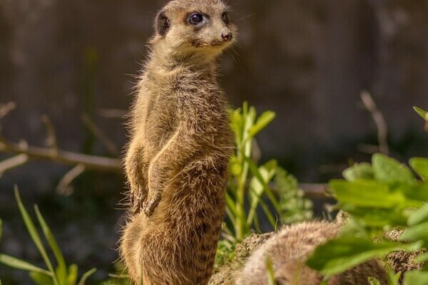 Tatzmania L�ffingen Bildnachweis: Mit freundlicher Genehmigung von Tatzmania L�ffingen