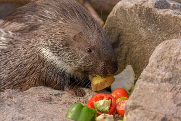 Tatzmania L�ffingen Bildnachweis: Mit freundlicher Genehmigung von Tatzmania L�ffingen