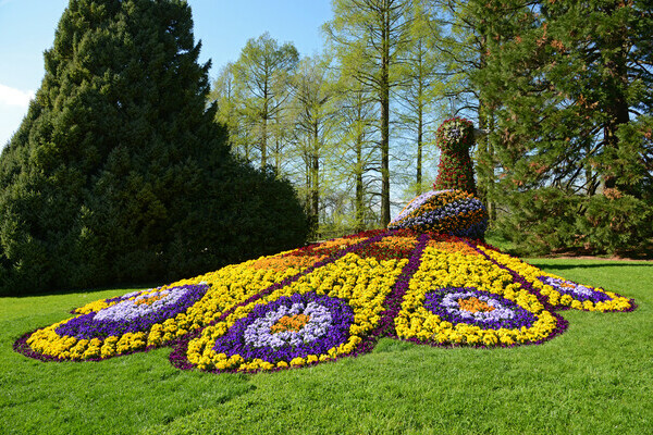  Bildnachweis: � Mainau GmbH