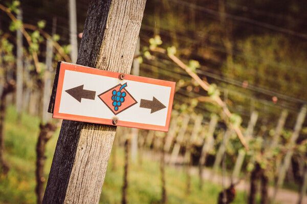 Ortenauer Weinpfad Bildnachweis: Stadt Offenburg Ortenauer Weinpfad Bildnachweis: Stadt Offenburg