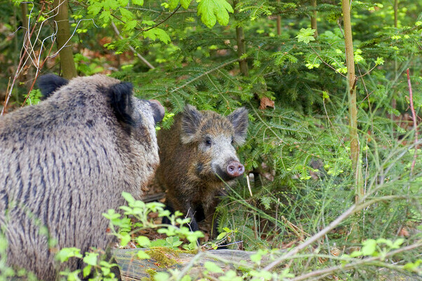 Wildschweine Bildnachweis: � Baden-Baden Kur & Tourismus GmbH