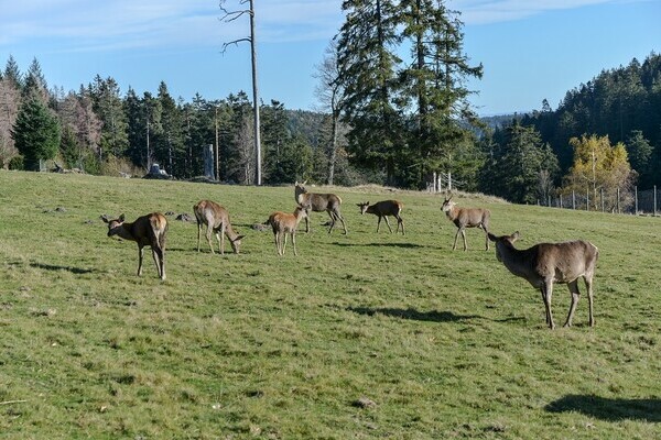 Bildnachweis: � Natur-Infozentrum Kaltenbronn