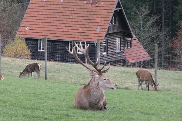  Bildnachweis: � Natur-Infozentrum Kaltenbronn