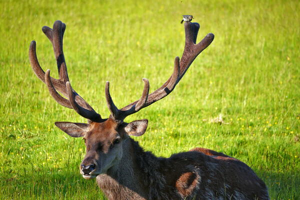  Bildnachweis: � Natur-Infozentrum Kaltenbronn