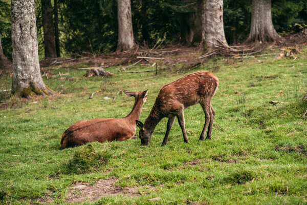 Wildgehege Sankenbach Bildnachweis: Mit freundlicher Genehmigung von Baiersbronn Touristik | &copy; Max G�nter